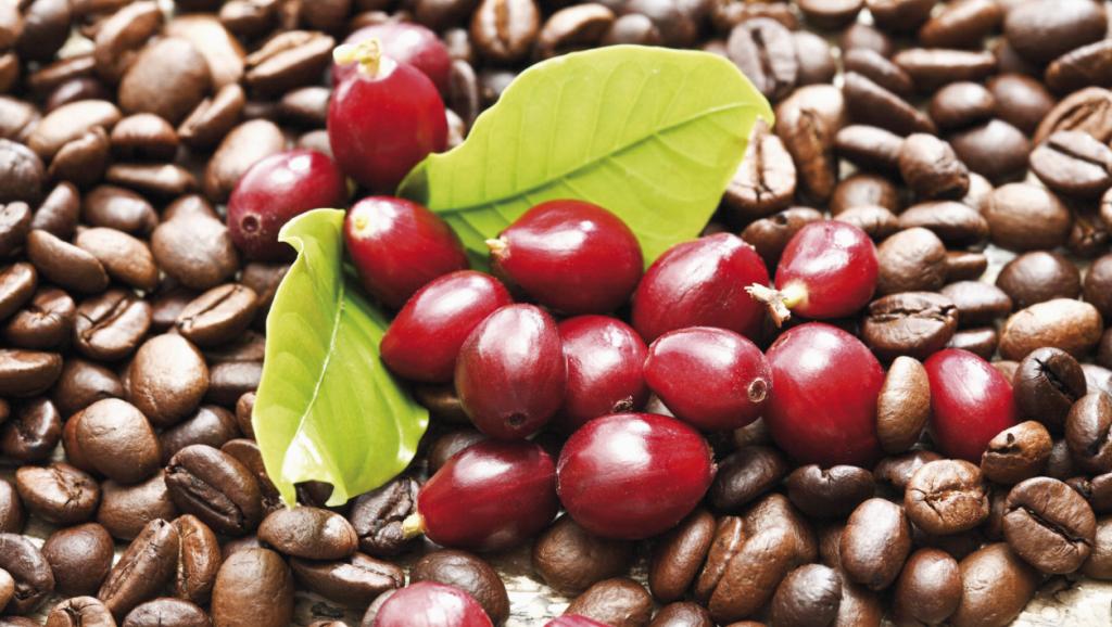 Cà phê Tây Nguyên Arabica